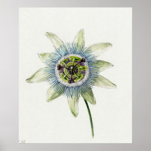 Póster Ilustracion botánico vintage