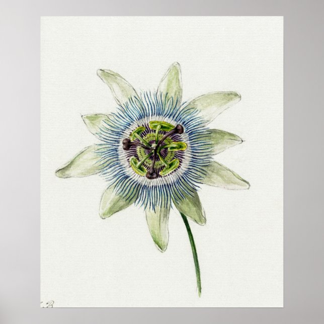 Póster Ilustracion botánico vintage (Frente)