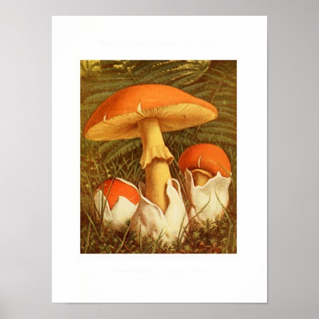 Póster Ilustracion botánico vintage (Frente)