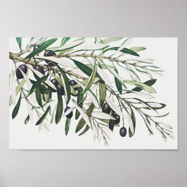 Póster Ilustracion botánico vintage (Frente)