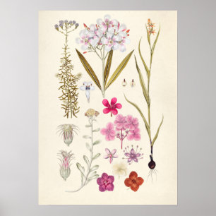 Póster Ilustracion botánico vintage