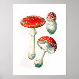 Póster Ilustracion botánico vintage