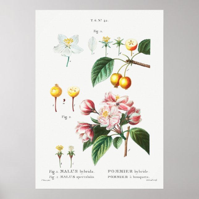 Póster Ilustracion botánico vintage (Frente)