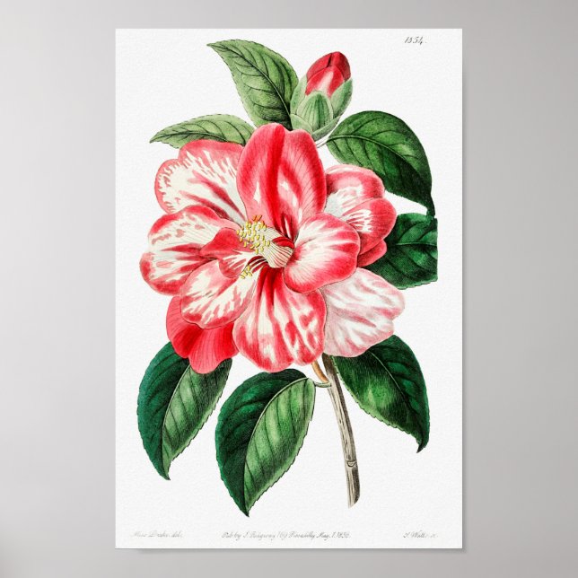 Póster Ilustracion botánico vintage (Frente)