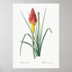 Póster Ilustracion botánico vintage