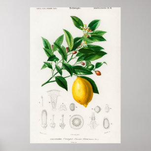 Póster Ilustracion botánico vintage