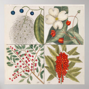 Póster Ilustracion botánico vintage