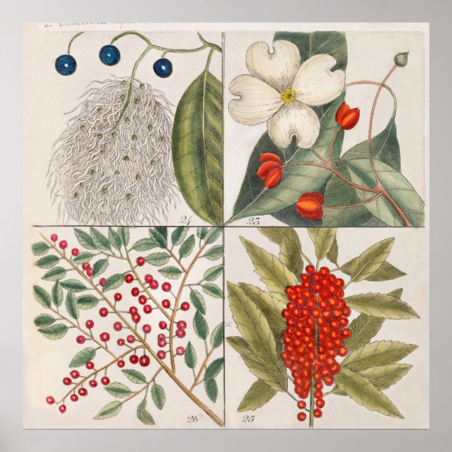 Póster Ilustracion botánico vintage (Frente)