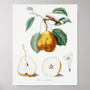 Póster Ilustracion botánico vintage