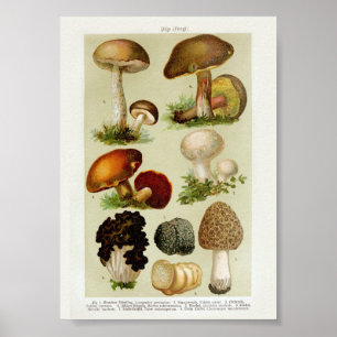 Póster Ilustracion botánico vintage