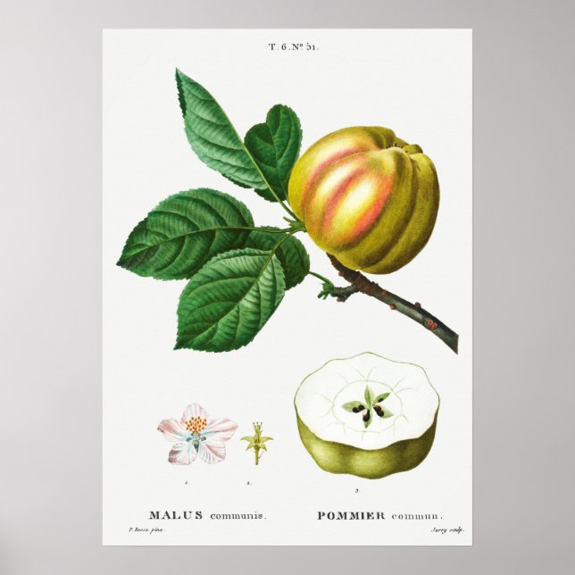 Póster Ilustracion botánico vintage (Frente)