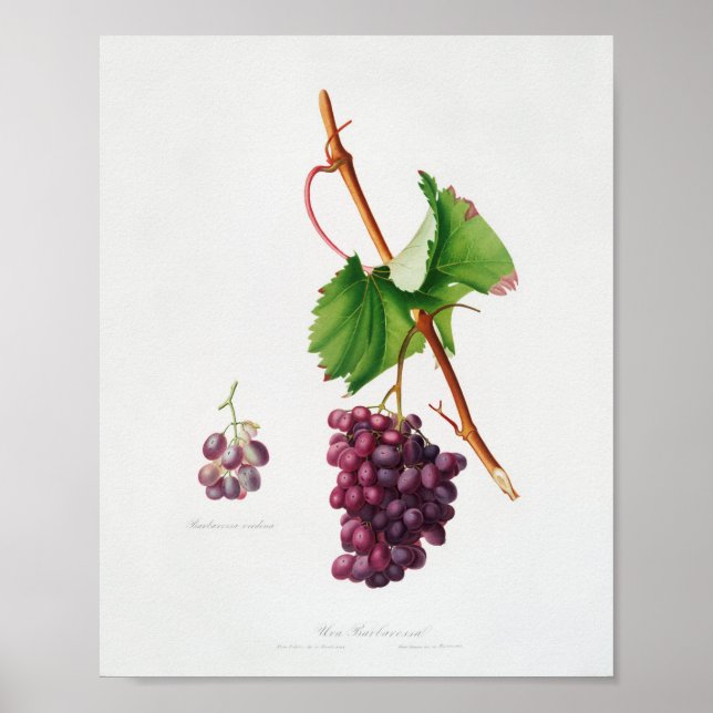 Póster Ilustracion botánico vintage (Frente)