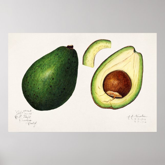 Póster Ilustracion botánico vintage (Frente)