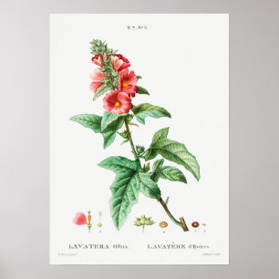 Póster Ilustracion botánico vintage