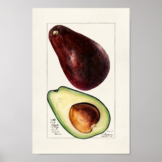 Póster Ilustracion botánico vintage (Frente)