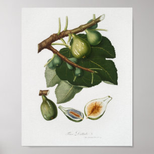 Póster Ilustracion botánico vintage