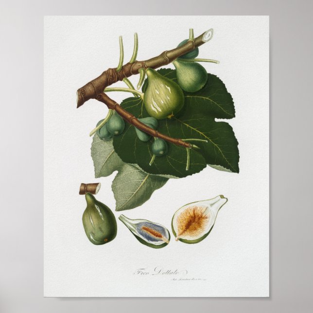 Póster Ilustracion botánico vintage (Frente)