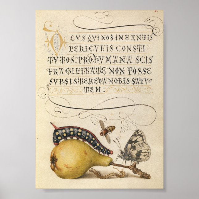 Póster Ilustracion botánico vintage (Frente)