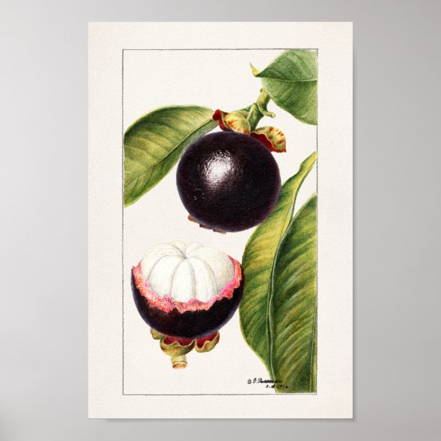 Póster Ilustracion botánico vintage (Frente)