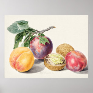 Póster Ilustracion botánico vintage