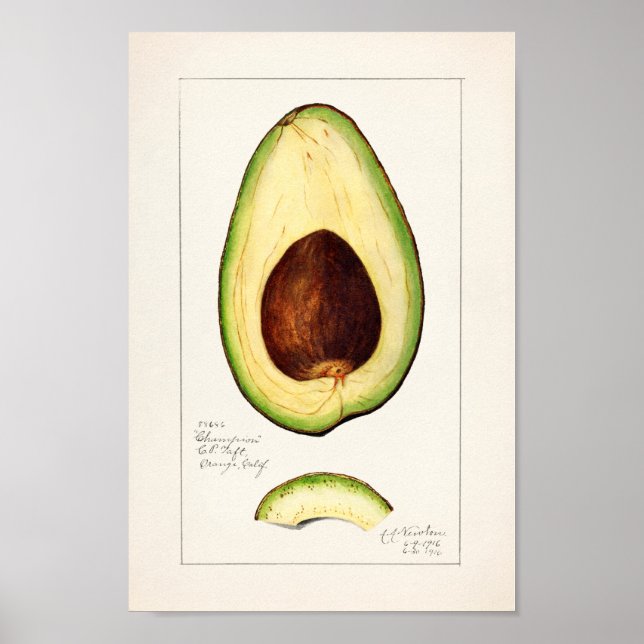Póster Ilustracion botánico vintage (Frente)