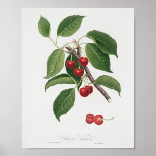 Póster Ilustracion botánico vintage