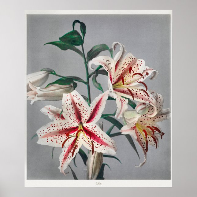 Póster Ilustracion botánico vintage (Frente)