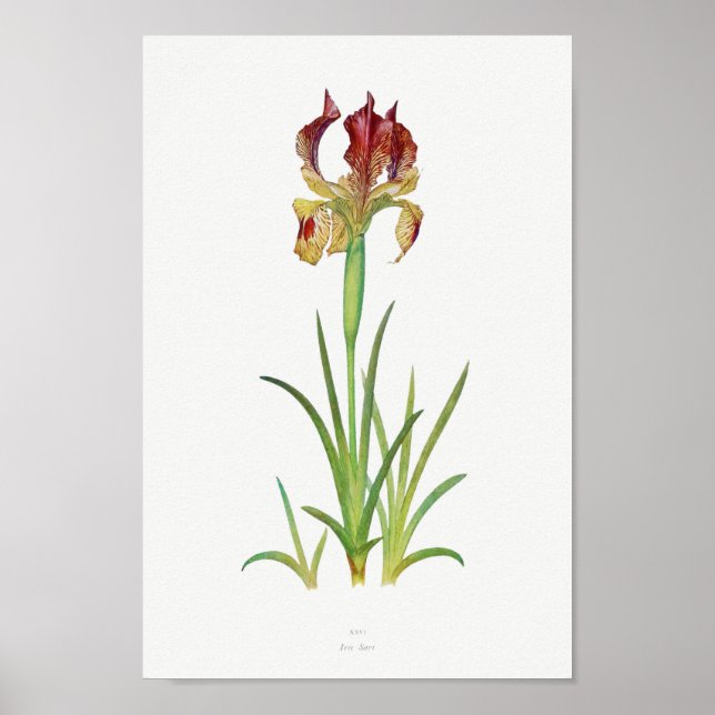 Póster Ilustracion botánico vintage (Frente)