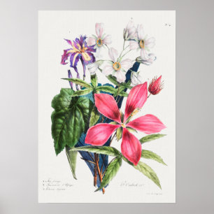 Póster Ilustracion botánico vintage