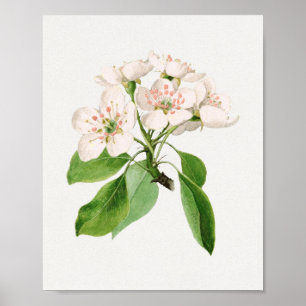 Póster Ilustracion botánico vintage