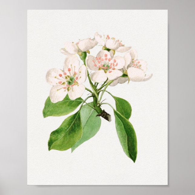 Póster Ilustracion botánico vintage (Frente)