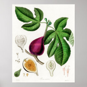 Póster Ilustracion botánico vintage