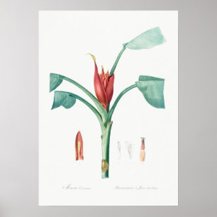 Póster Ilustracion botánico vintage