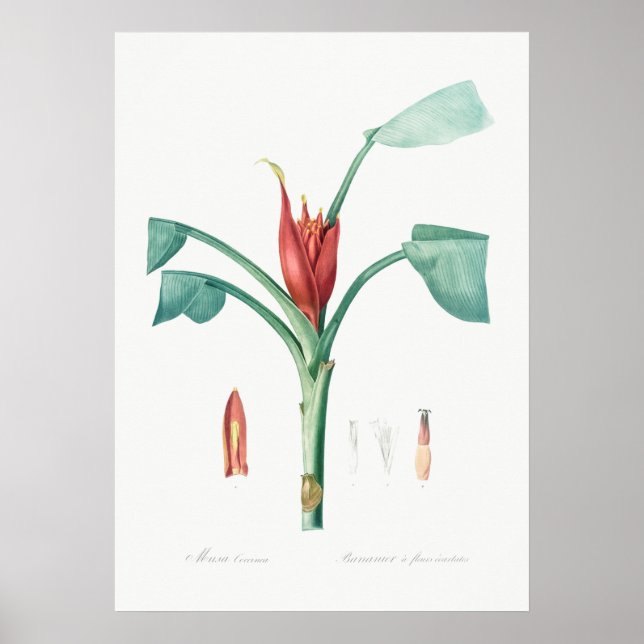 Póster Ilustracion botánico vintage (Frente)