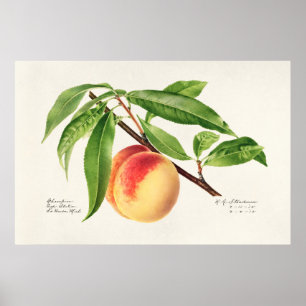 Póster Ilustracion botánico vintage