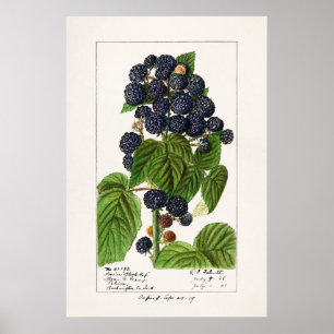 Póster Ilustracion botánico vintage