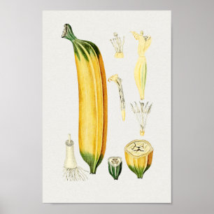Póster Ilustracion botánico vintage