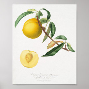 Póster Ilustracion botánico vintage