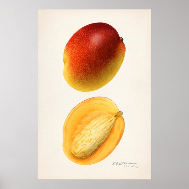 Póster Ilustracion botánico vintage (Frente)