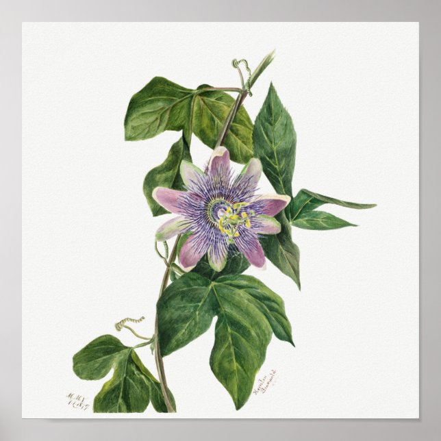 Póster Ilustracion botánico vintage (Frente)