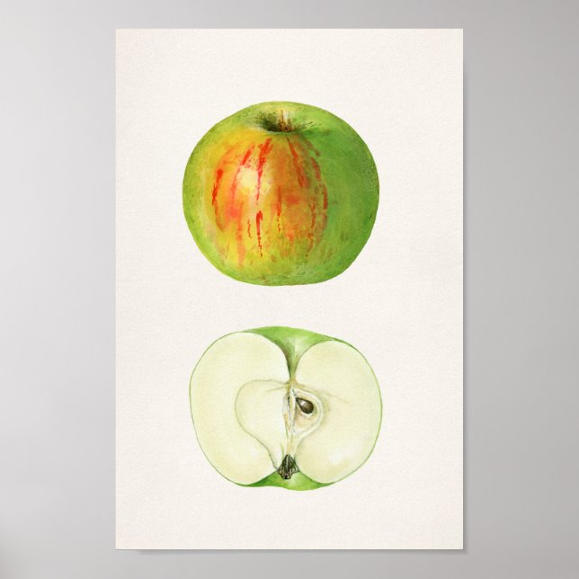 Póster Ilustracion botánico vintage (Frente)