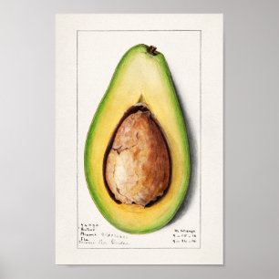 Póster Ilustracion botánico vintage