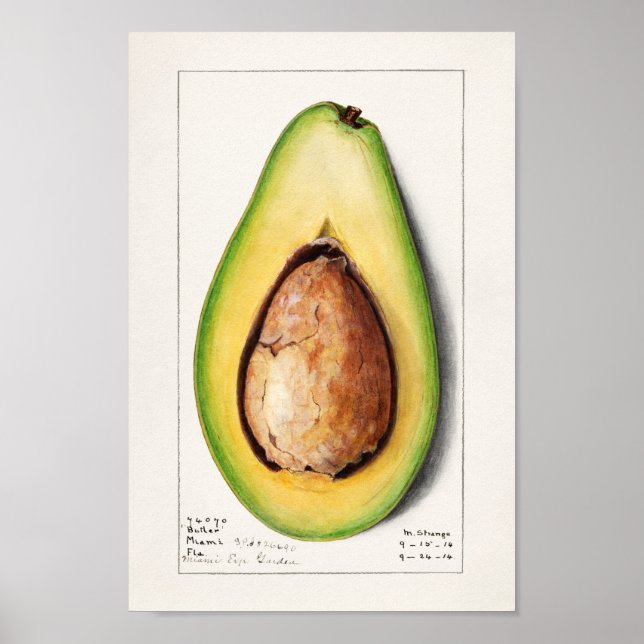 Póster Ilustracion botánico vintage (Frente)