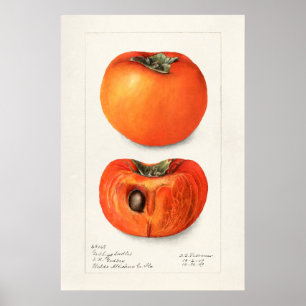 Póster Ilustracion botánico vintage