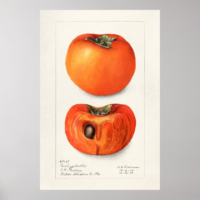 Póster Ilustracion botánico vintage (Frente)