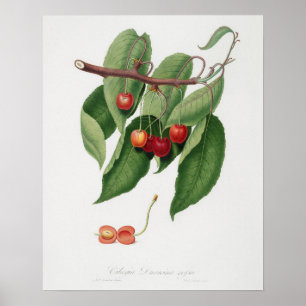Póster Ilustracion botánico vintage