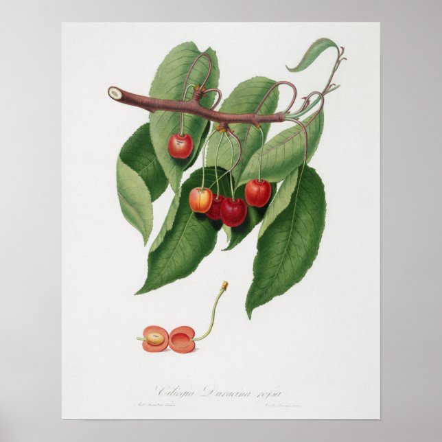 Póster Ilustracion botánico vintage (Frente)
