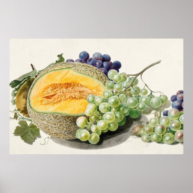 Póster Ilustracion botánico vintage (Frente)