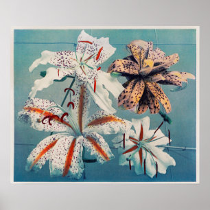 Póster Ilustracion botánico vintage