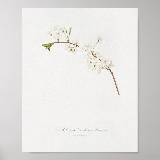 Póster Ilustracion botánico vintage (Frente)